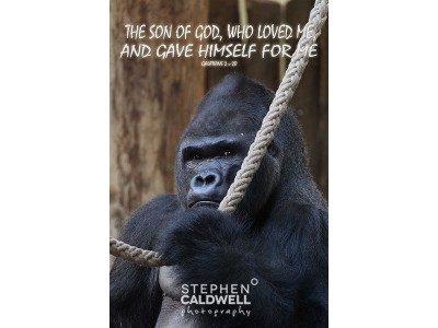 Gorilla - Gal 2 v 20